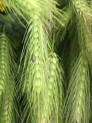 Milichiidae