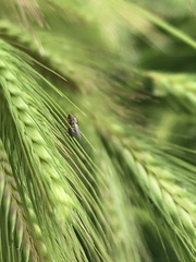 Milichiidae