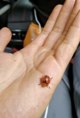 Epilachna circumcincta