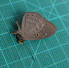 Eurybia molochina