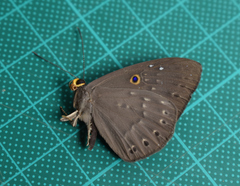 Eurybia molochina