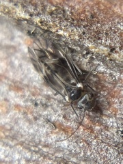 Peripsocus milleri
