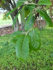 Quercus canariensis