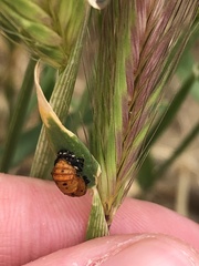 Hippodamia convergens