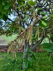 Quercus canariensis