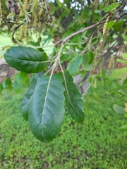 Quercus canariensis