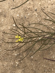 Sisymbrium irio