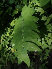 Polygonatum biflorum commutatum