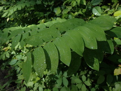 Polygonatum biflorum commutatum