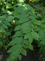 Polygonatum biflorum commutatum