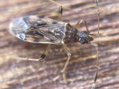 Ozophora occidentalis