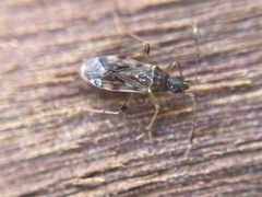 Ozophora occidentalis