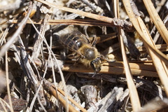 Andrena bradleyi