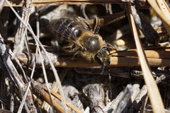 Andrena bradleyi