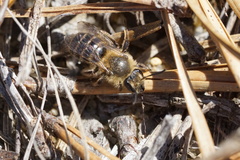 Andrena bradleyi