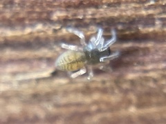 Amaurobioidea