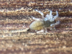 Amaurobioidea