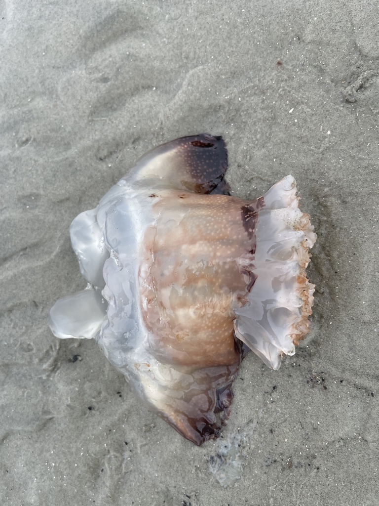 Cannonball Jelly from North Atlantic Ocean, SC, US on April 02, 2022 at