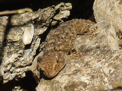 Tarentola mauritanica