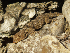 Tarentola mauritanica