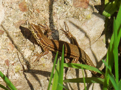 Podarcis liolepis