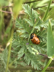 Hippodamia convergens