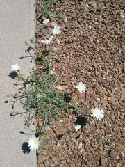 Calycoseris wrightii