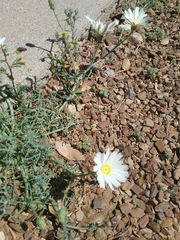 Calycoseris wrightii