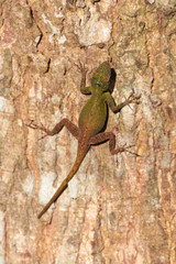 Anolis distichus