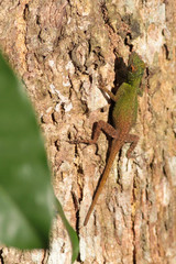 Anolis distichus