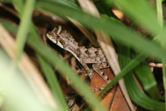 Enyalius