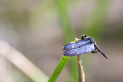 Zenithoptera lanei