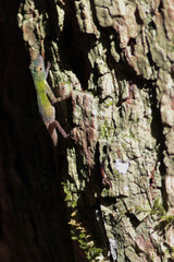 Anolis dominicensis