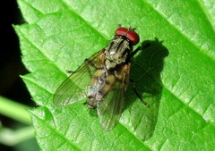 Hydrophoria ruralis