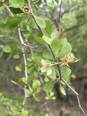 Crataegus michauxii