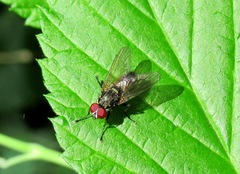 Hydrophoria ruralis
