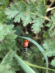 Hippodamia convergens