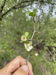 Crataegus michauxii