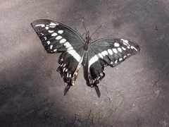 Papilio constantinus
