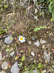 Leavenworthia