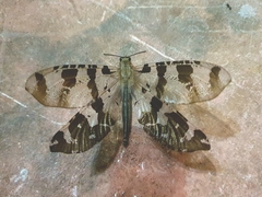 Lachlathetes moestus