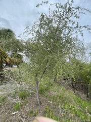 Crataegus michauxii