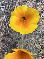 Micralictoides ruficaudus