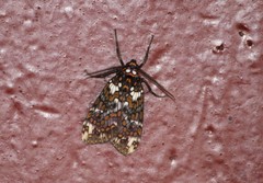 Phaegoptera granifera