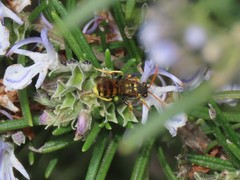 Nomada