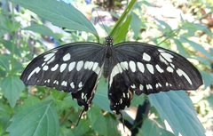 Papilio constantinus
