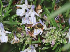 Nomada