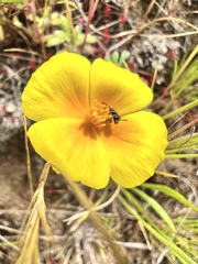 Micralictoides ruficaudus