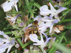 Nomada