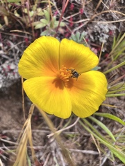 Micralictoides ruficaudus